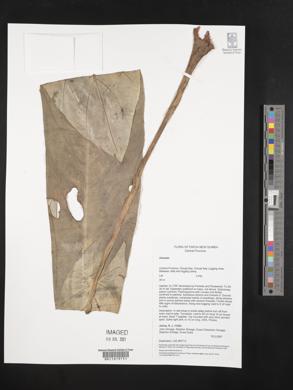 Image Associated With the Occurence
