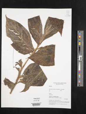 Image Associated With the Occurence