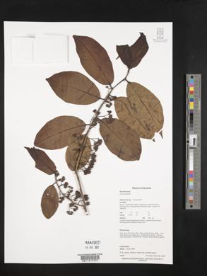 Ilex cymosa image