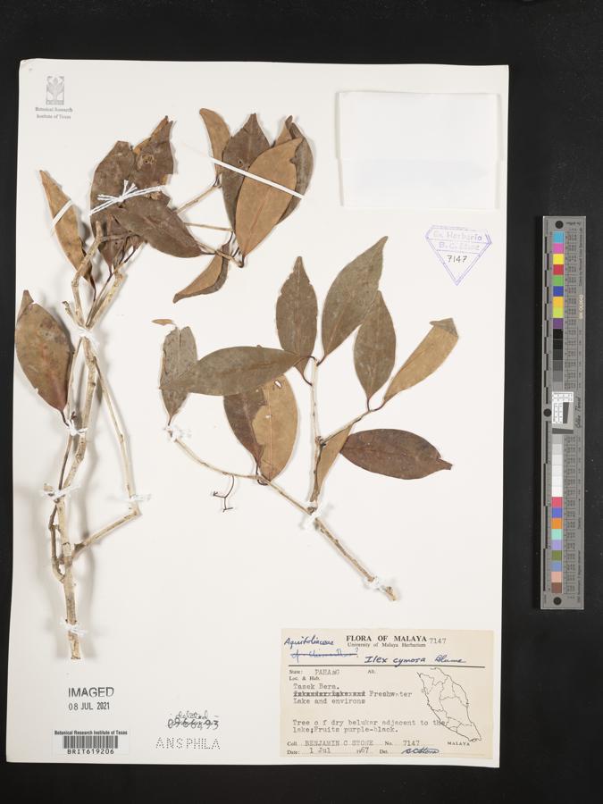 Ilex cymosa image