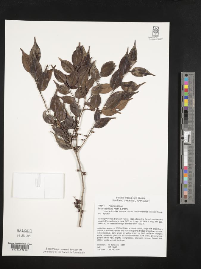 Ilex scabridula image