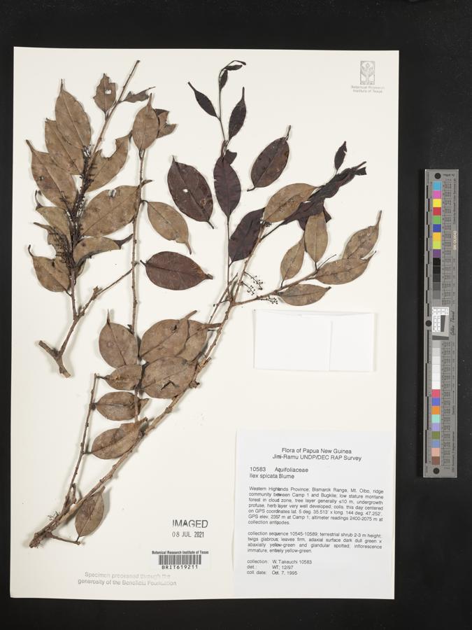 Ilex spicata image