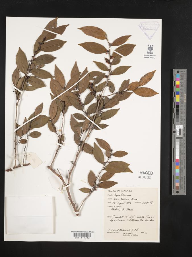 Ilex triflora image