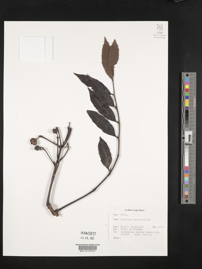 Polyscias serratifolia image