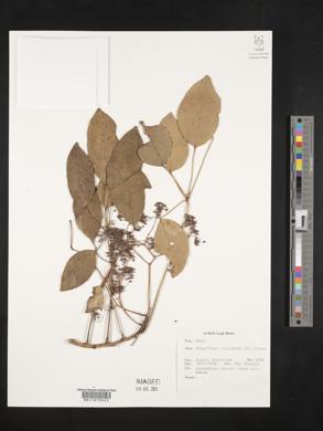 Schefflera elliptica image