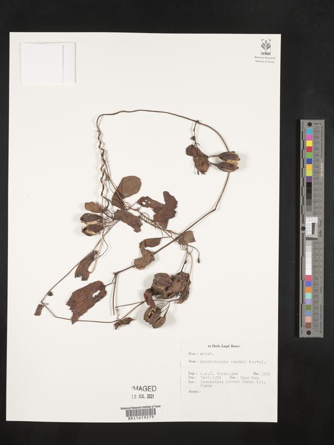 Aristolochia rumphii image