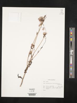 Erechtites valerianifolius image