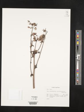 Erechtites valerianifolius image