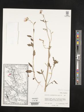 Erechtites valerianifolius image