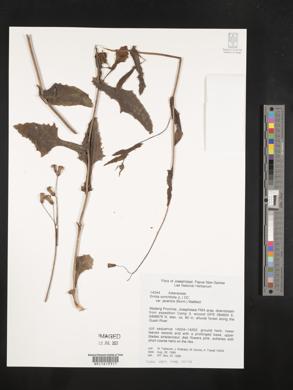 Emilia sonchifolia var. javanica image