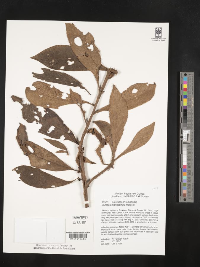 Blumea arnakidophora image