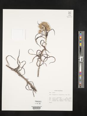 Image of Anaphalis longifolia