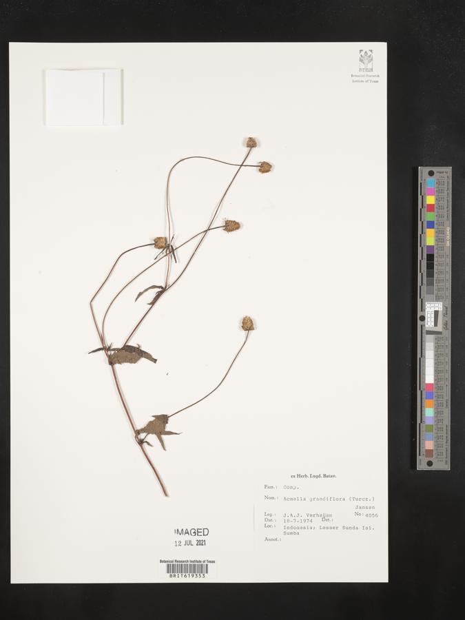 Acmella grandiflora image