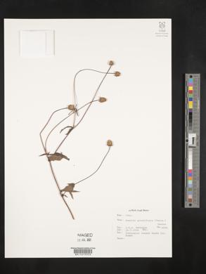 Image of Acmella grandiflora