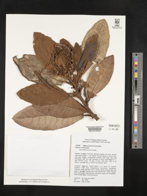 Image of Olearia rufa