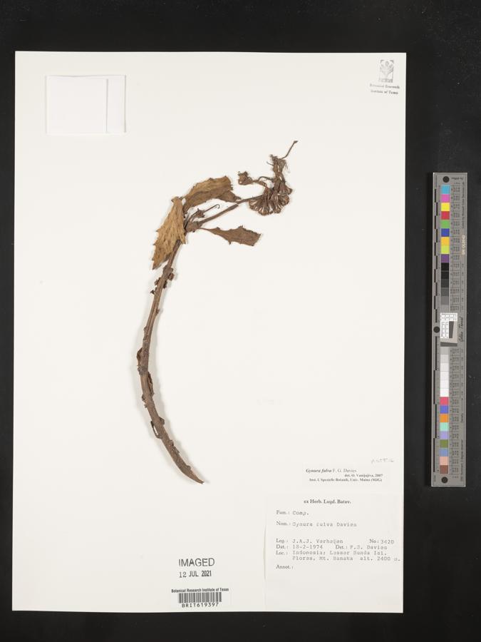 Gynura fulva image
