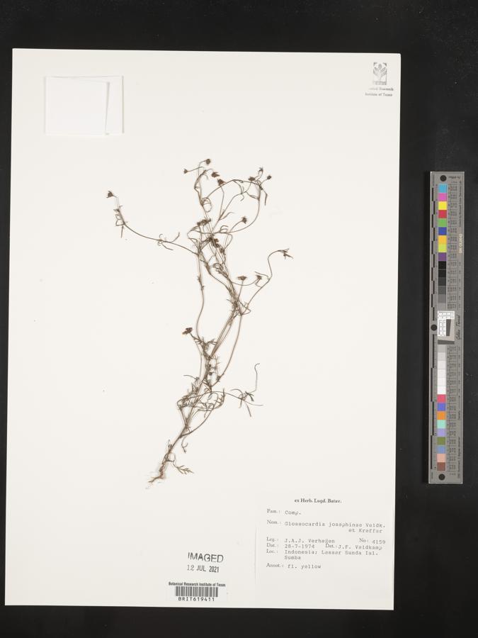 Glossocardia josephinae image