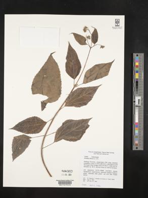 Wedelia biflora image