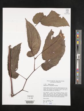 Image of Begonia augustae