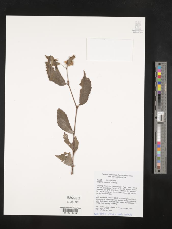 Begonia papuana image