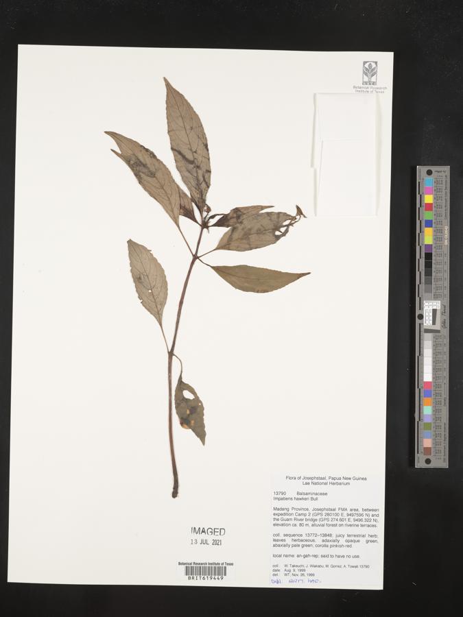 Impatiens hawkeri image