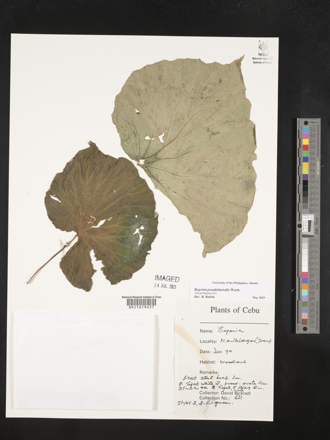 Begonia pseudolateralis image