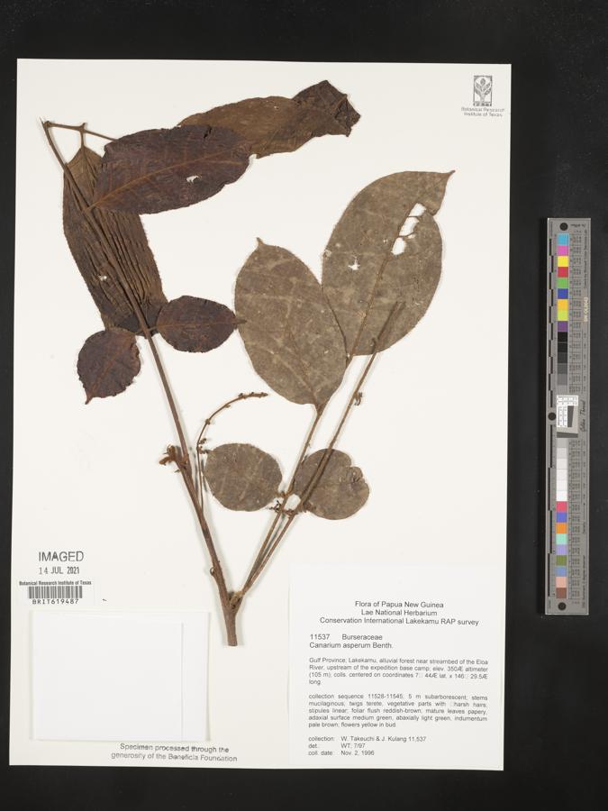 Canarium asperum image