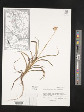 Image of Burmannia longifolia