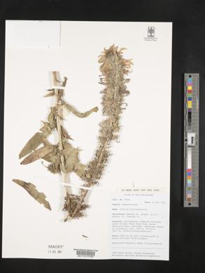 Lobelia nicotianifolia image
