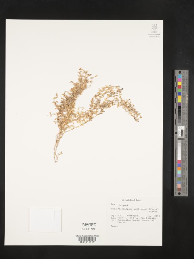 Polycarpaea zollingeri image