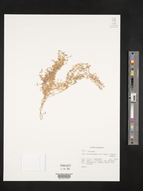 Media resource of Polycarpaea zollingeri