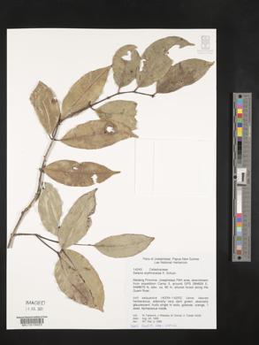 Salacia erythrocarpa image