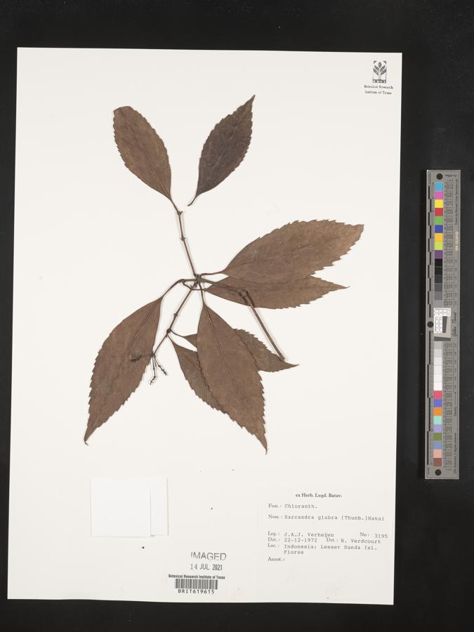 Sarcandra glabra image