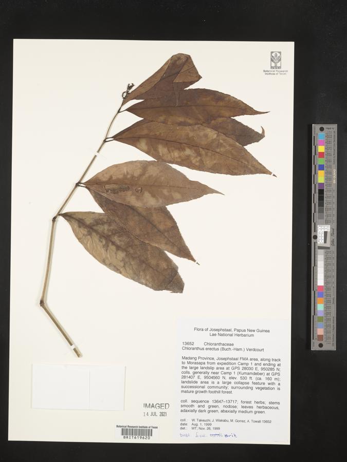 Chloranthus image