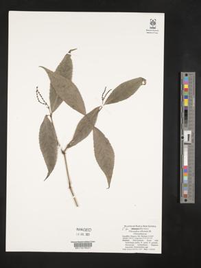 Chloranthus officinalis image