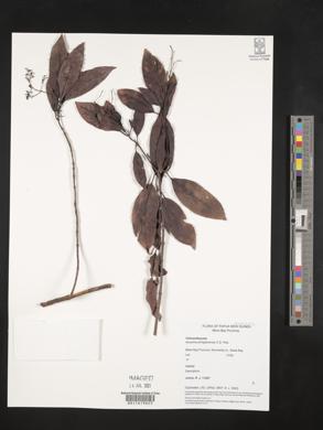 Image of Ascarina philippinensis