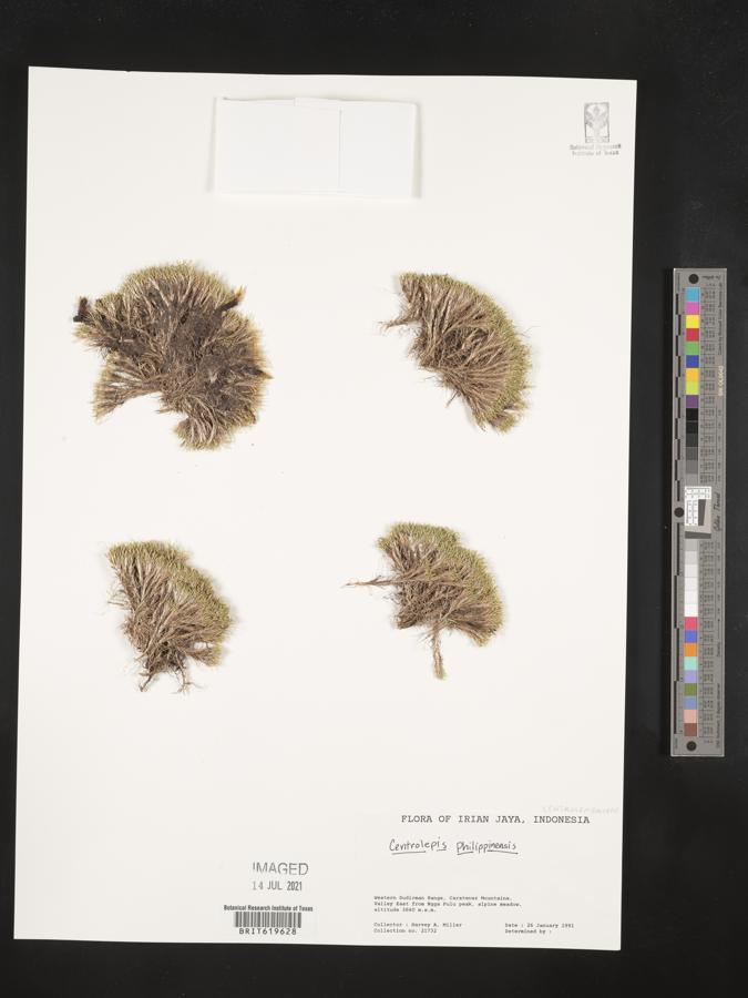 Centrolepis philippinensis image