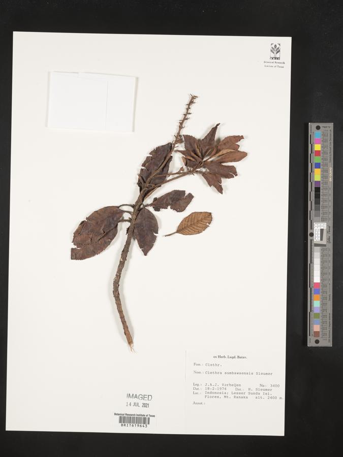 Clethra sumbawaensis image