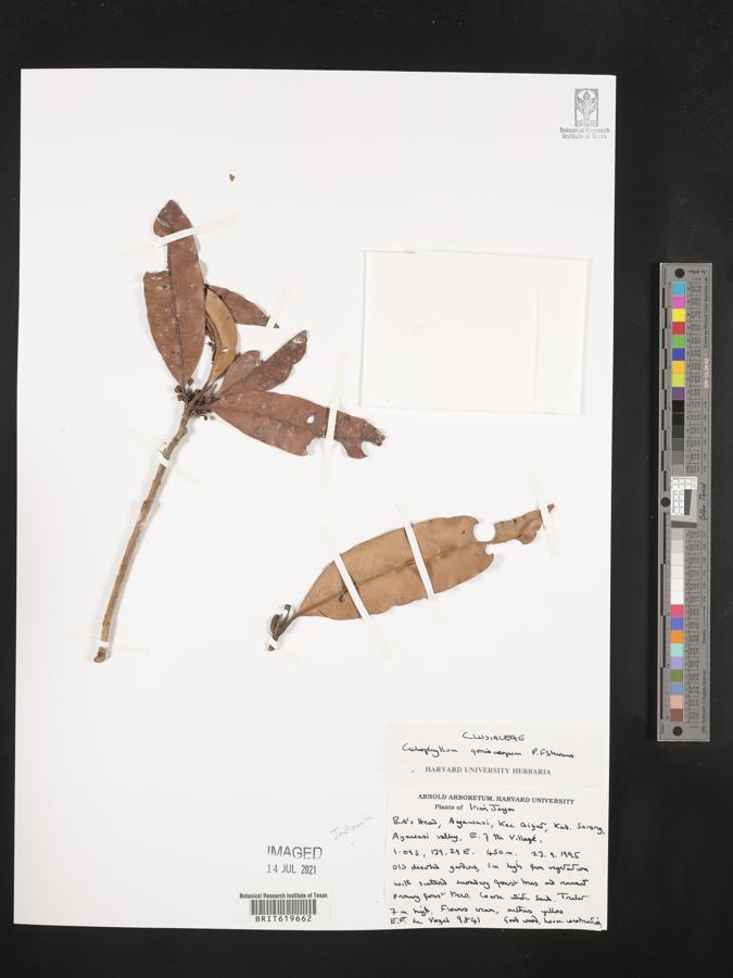 Calophyllum goniocarpum image