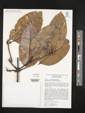 Calophyllum euryphyllum image