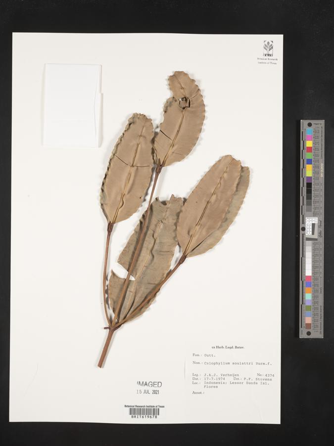 Calophyllum soulattri image