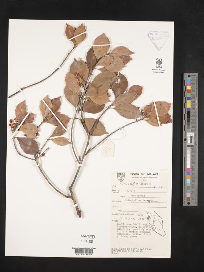 Calophyllum tetrapterum image