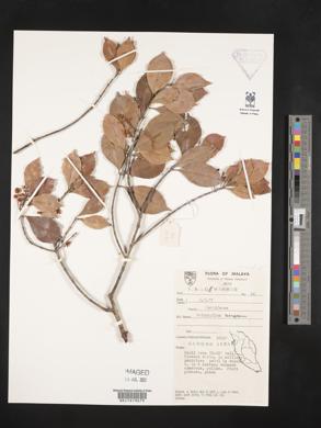 Image of Calophyllum tetrapterum