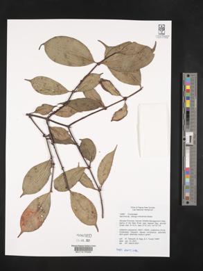 Image Associated With the Occurence