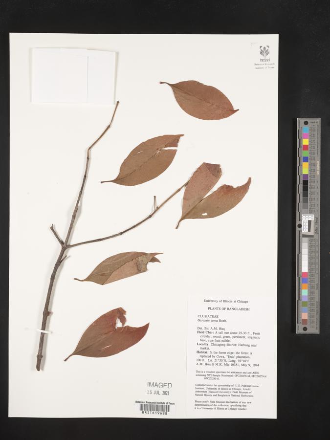 Garcinia cowa image