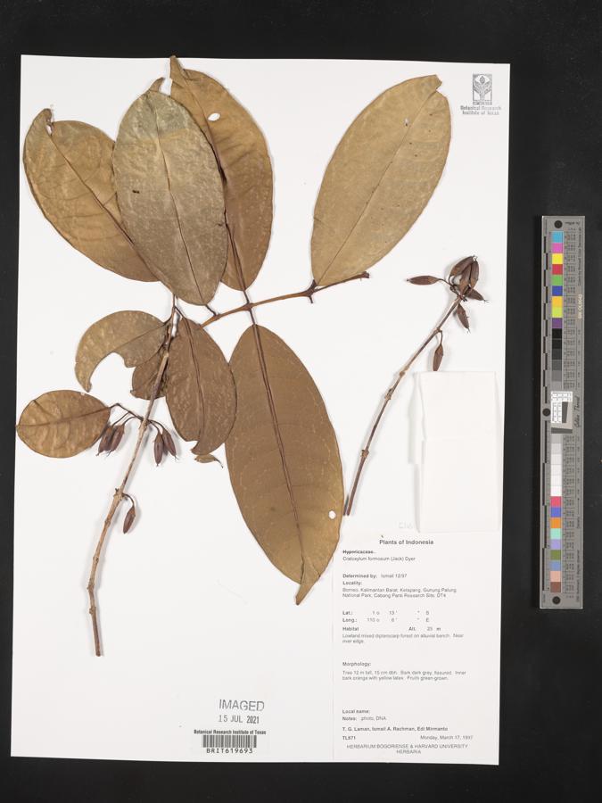 Cratoxylum formosum image