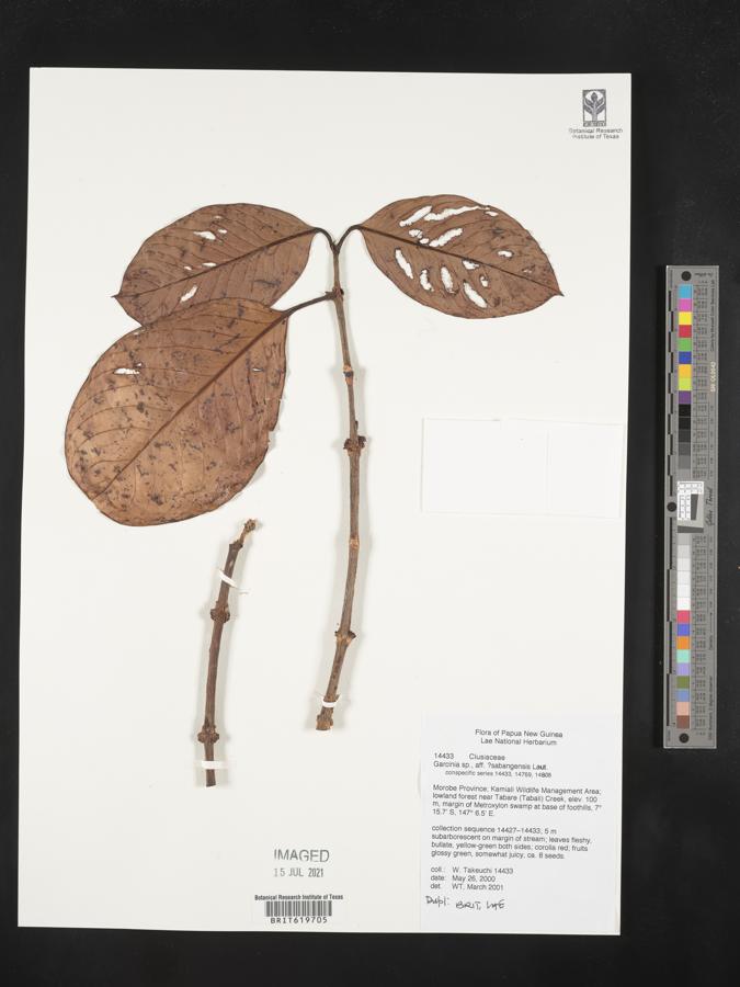Garcinia sabangensis image