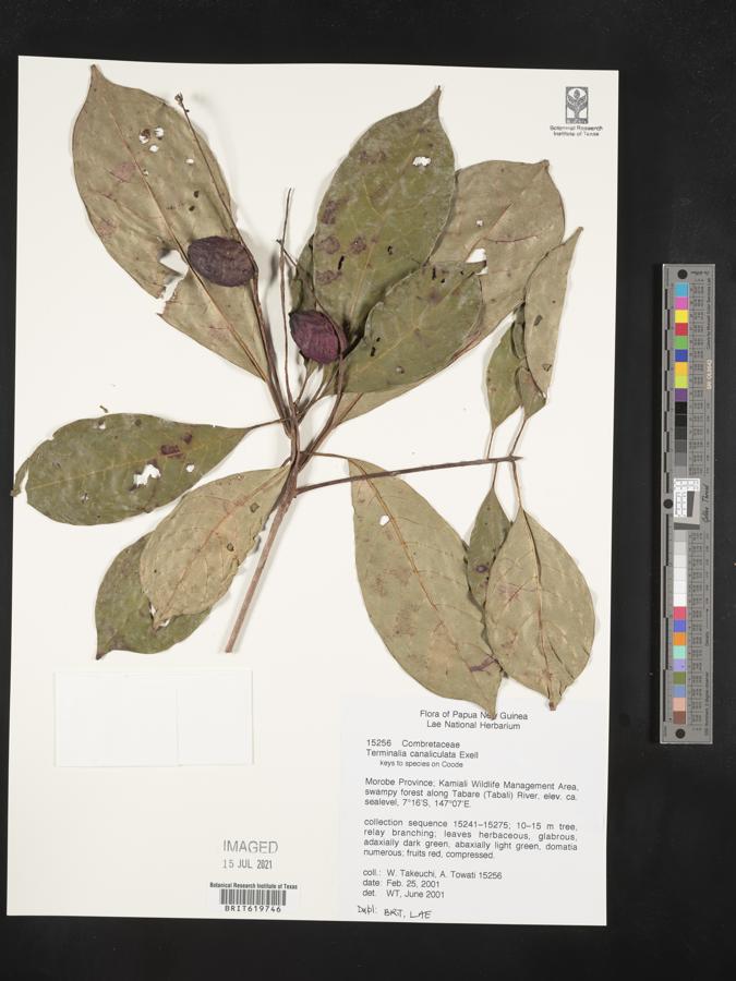 Terminalia canaliculata image