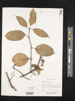 Combretum latifolium image