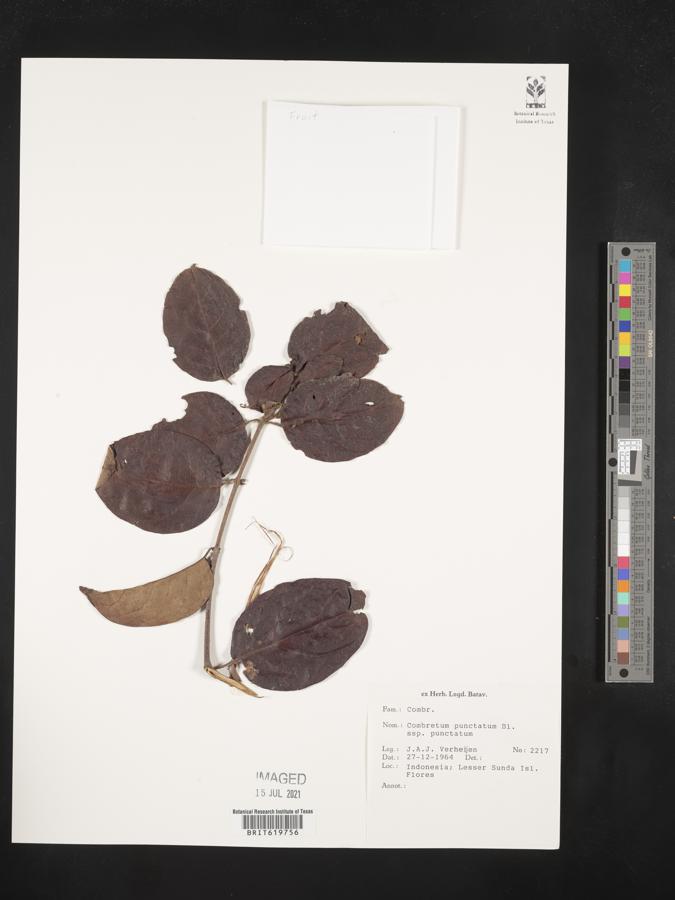 Combretum punctatum var. punctatum image